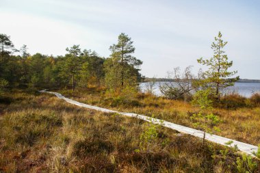 Kuzey Avrupa'nın bataklık. Düşük besin bataklık özellikle ağaçlar ve moss bodur