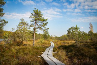 Kuzey Avrupa'nın bataklık. Düşük besin bataklık özellikle ağaçlar ve moss bodur