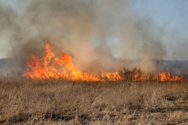 Kuru otların bahar ateşi. 