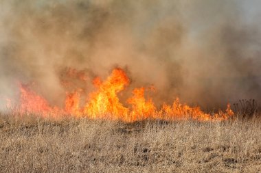 Kuru otların bahar ateşi. 