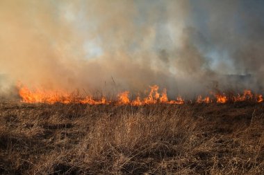 Kuru otların bahar ateşi. 