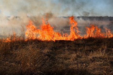 Kuru otların bahar ateşi. 