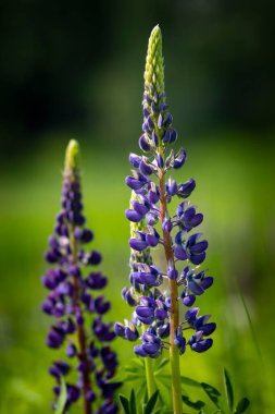 Vahşi Çiçeklerin Çalısı Lupine Yaz Çayırında