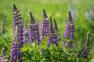 Vahşi Çiçeklerin Çalısı Lupine Yaz Çayırında