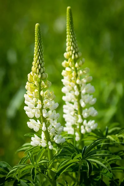 Bush Flores Silvestres Lupine Prado Del Campo Verano — Foto de Stock