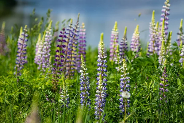 Bush Flores Silvestres Lupine Prado Del Campo Verano — Foto de Stock