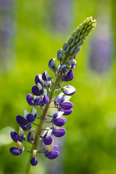 Villblomster Lupins Bush Summer Field Meadow – stockfoto