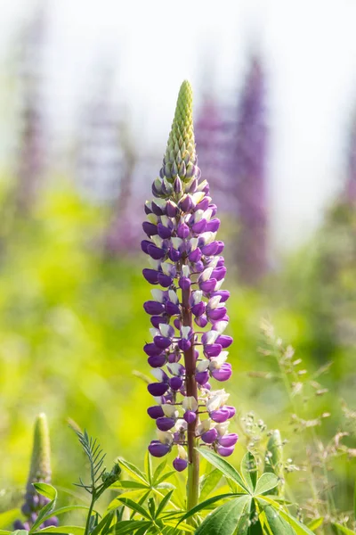 Bush Flores Silvestres Lupine Prado Del Campo Verano — Foto de Stock