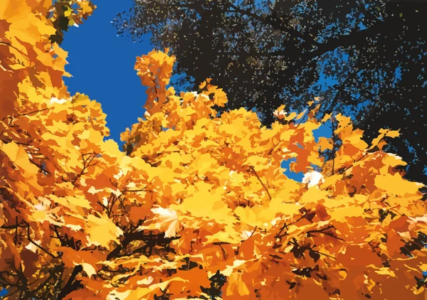 Light autumn sky through the leaves of maple — Stock Vector