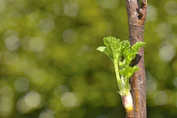 Spring Buds — Stock Photo, Image