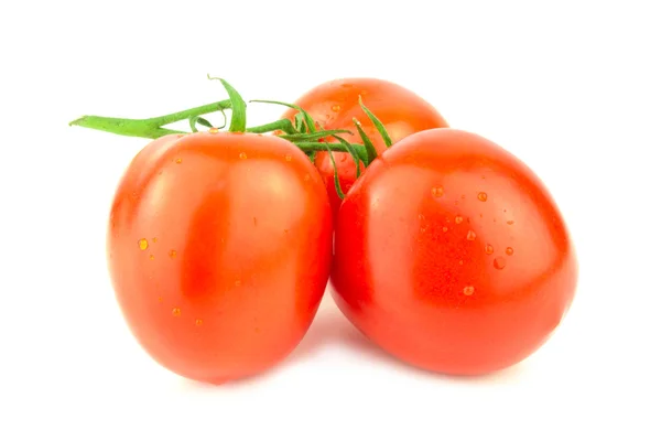 Tomatoes on White Background — Stock Photo, Image
