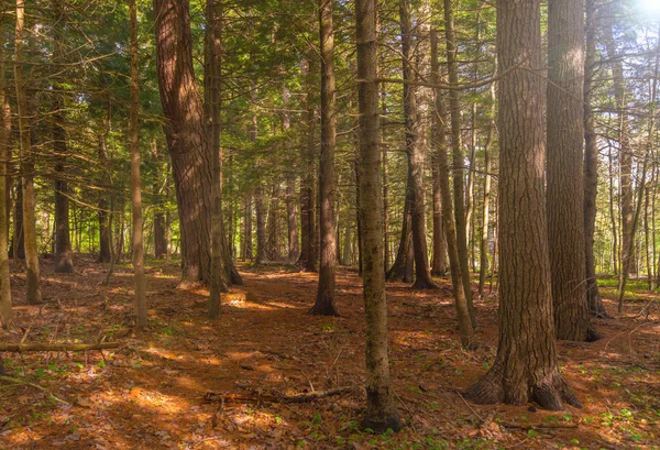 Arbres dans le parc — Photo