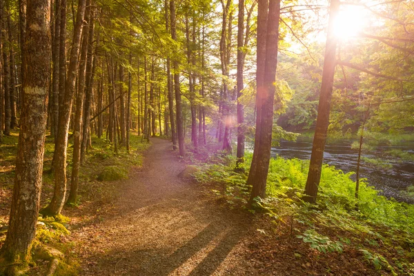 Pôr-do-sol na floresta — Fotografia de Stock