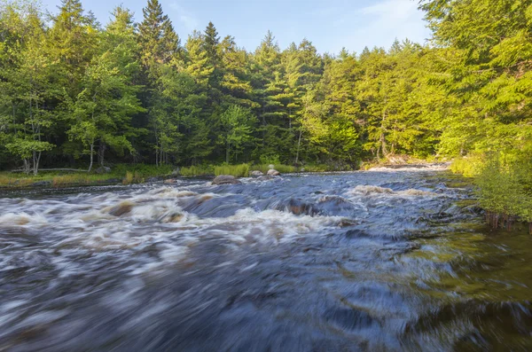 Fiume selvaggio nella foresta — Foto Stock