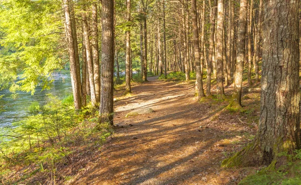 Waldweg — Stockfoto