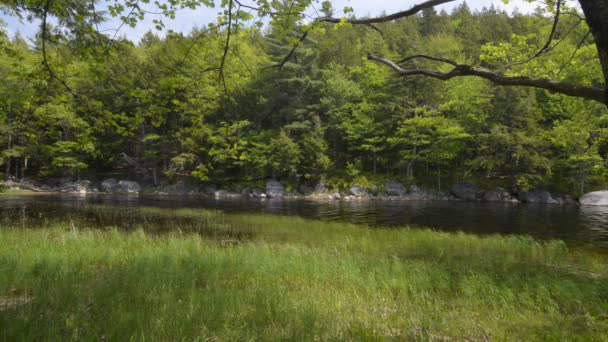 Lago nella foresta , — Video Stock