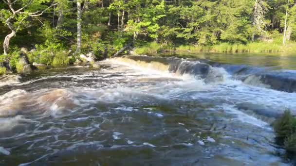 Cascada del bosque — Vídeo de stock