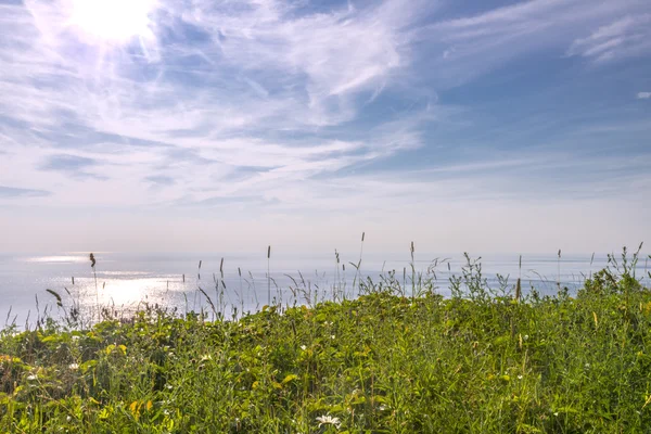 海の前に開花の草 — ストック写真