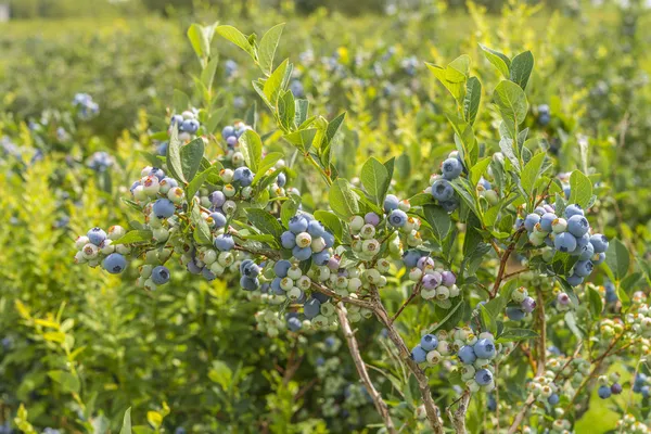 yaban mersini çalı