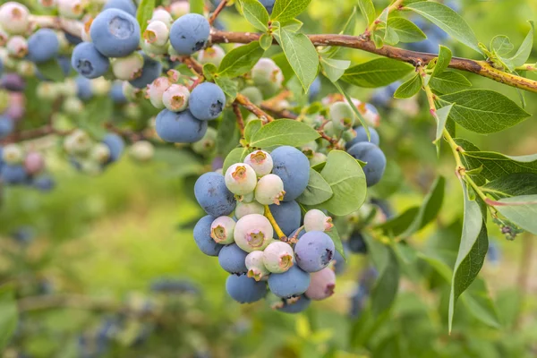 Bush of a blueberry closeup — Stock Photo, Image