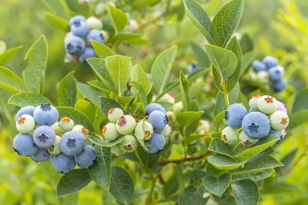 Blueberry közelről egy csomó — Stock Fotó