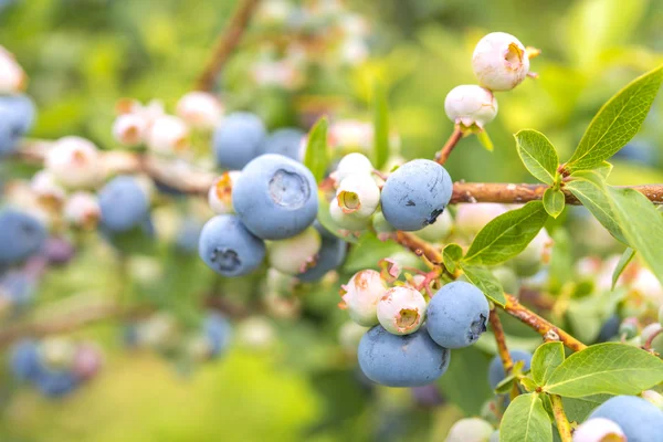 Blueberry Close-up — Stock Photo, Image