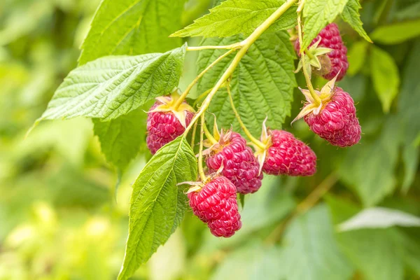 Raspberry on a branch — Stock Photo, Image