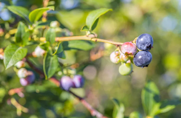 Blueberry közelről — Stock Fotó