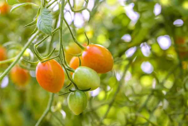 Closeup of growing grape tomatoes — Stock Photo, Image