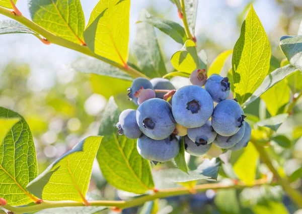Blueberry Close-up — Stock Photo, Image