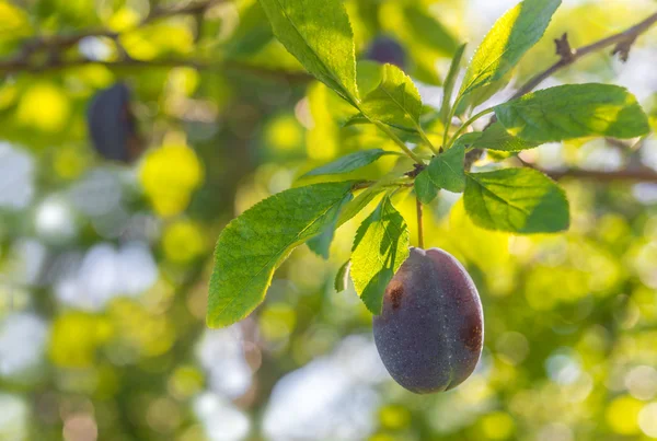 Plum on a branch — Stock Photo, Image