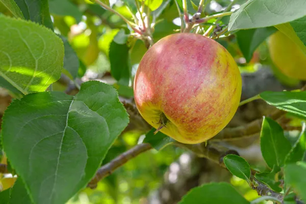 Apple na větev stromu — Stock fotografie