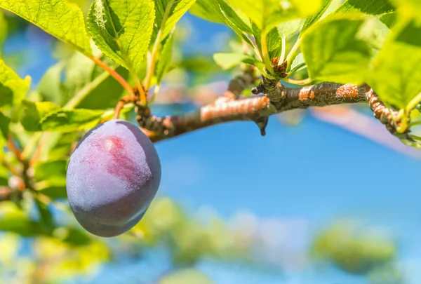 Plum groeit op een tak — Stockfoto