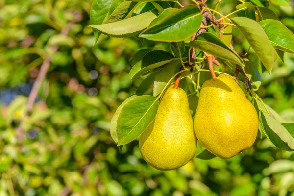 Two pears on tree branch — Stock Photo, Image