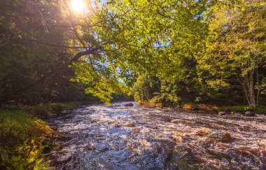 sonbahar orman ve nehir manzara