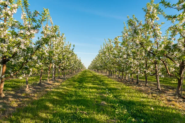 Tuin bloesem van Apple — Stockfoto