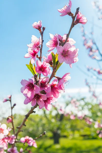 Nektarinblüte — Stockfoto