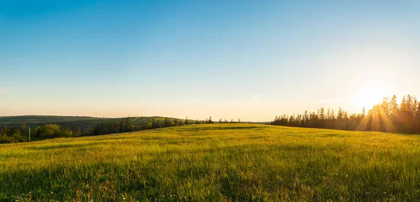 Панорама зеленого луга на закате — стоковое фото