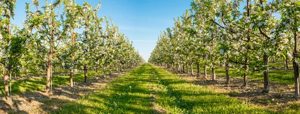 Panorama of apple garden blossom — Stock Photo, Image
