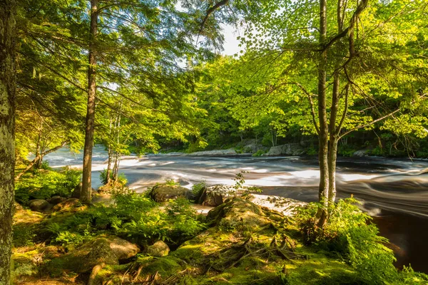 Ormandaki nehir — Stok fotoğraf