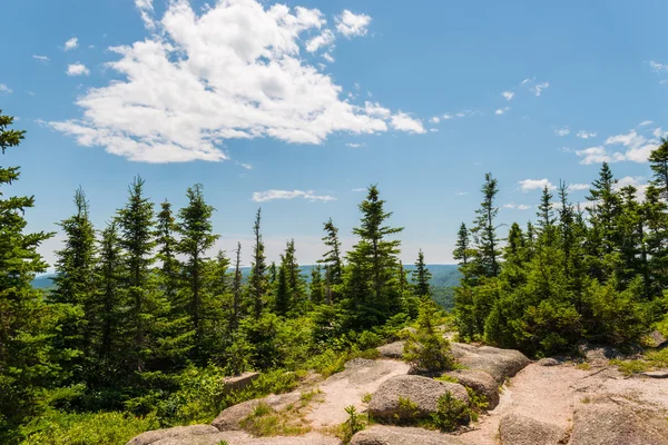 Mountain trees against the blue sky