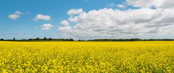 Panorama žluté pole řepky (zelené Gables Shore, princ Ed — Stock fotografie