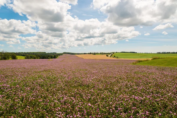 Champ de fleurs de trèfle en fleurs — Photo