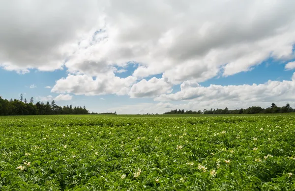 Зеленое поле картофеля — стоковое фото