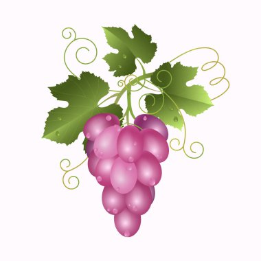 Pembe üzümlü ve beyaz üzüm yapraklı. Üzüm demetinin gerçekçi vektör çizimi.