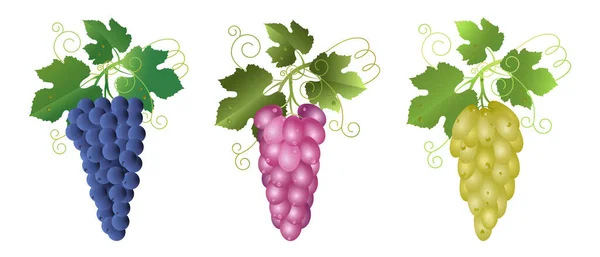 Clusters Blue Pink White Grapes Vine Leaves Isolated White Wine — Stock Vector