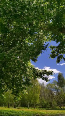 Sihir, akçaağaç ve kavak ağaçlarını görür. Suya yansıyan büyük gümüş yapraklarla. Eğer hafif bir rüzgar eser ve ağaçlardaki yapraklar suya yansıyıp hareket ederse tarif edilemez bir resim oluşur..