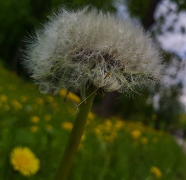 Doğal karahindiba tohumlarındaki güzellik yakın plan mavi turkuaz arka planda esiyor. Çayır arka planda karahindiba yakın çekim, sanatsal doğa makrosu. Bahar mevsimi doğal pastel renkli yemyeşil yapraklar.