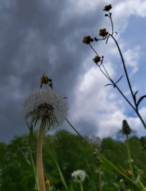 Doğal karahindiba tohumlarındaki güzellik yakın plan mavi turkuaz arka planda esiyor. Çayır arka planda karahindiba yakın çekim, sanatsal doğa makrosu. Bahar mevsimi doğal pastel renkli yemyeşil yapraklar.