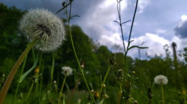 Gökyüzüne karşı pofuduk karahindiba